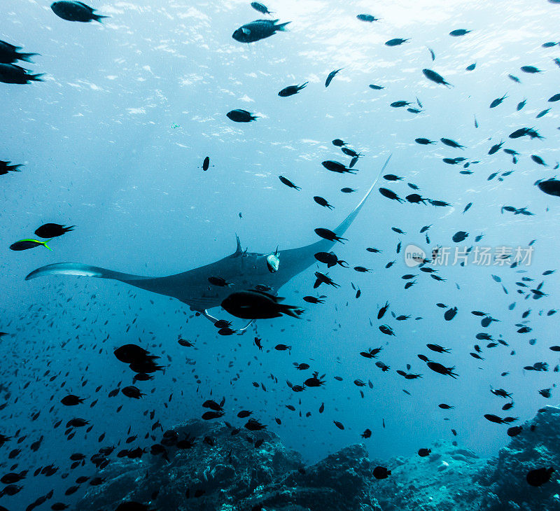 海洋蝠鲼(Manta birostris)游过清洁站珊瑚礁。在世界自然保护联盟的红色名单中，这些优雅的动物正在成为野外罕见的景象。